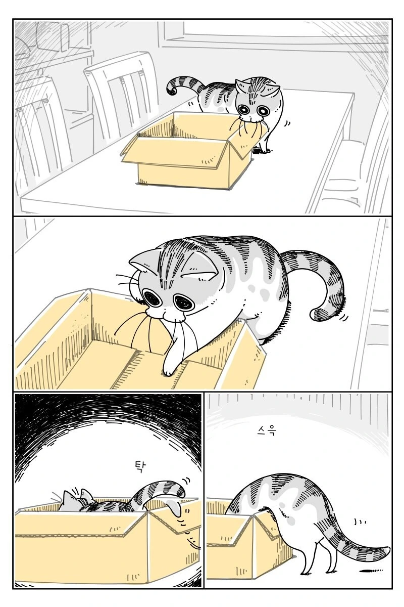 고양이 만화) 큐루가는 귀엽다.