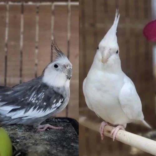 [원피스] 이무 = 앵무새 설이 도는 이유_4.webp