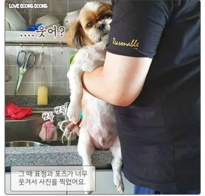 꼬리 설거지당한 멍뭉이.manhwa - 이미지 2