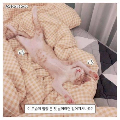 길냥이 입양한.manwha - 이미지 8