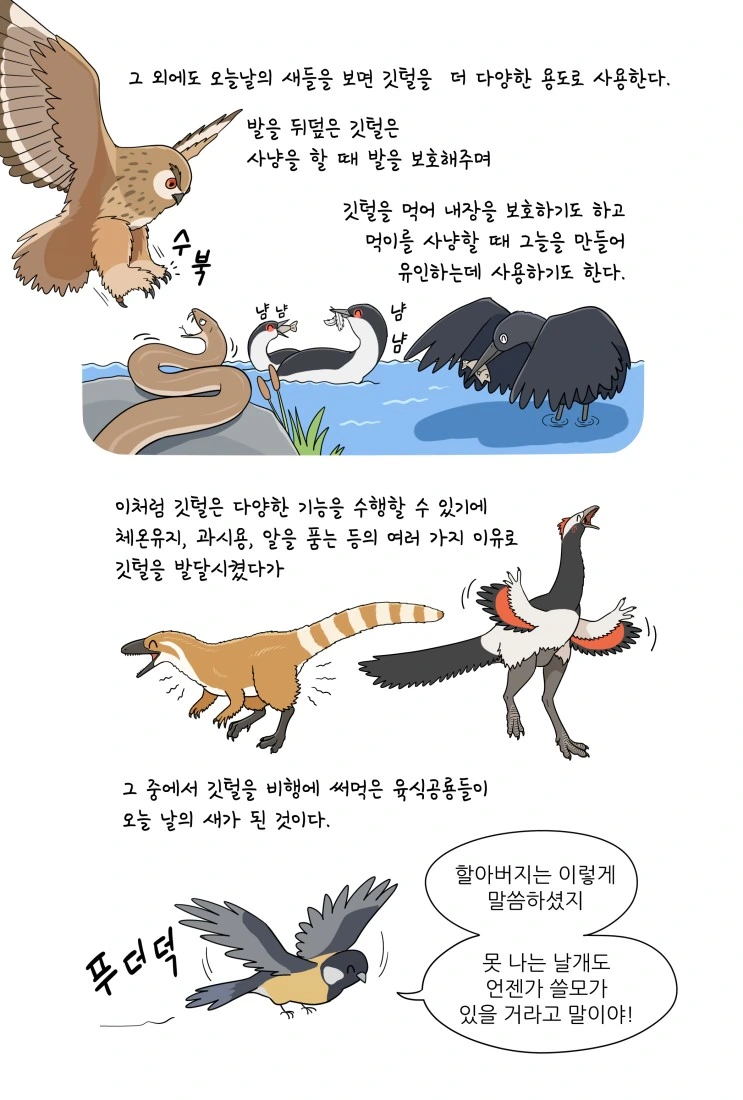 만화로 배우는 공룡의 생태 - 깃털의 기능 - 이미지 7