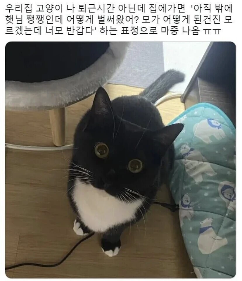 만화에서만 보던 고양이 표정