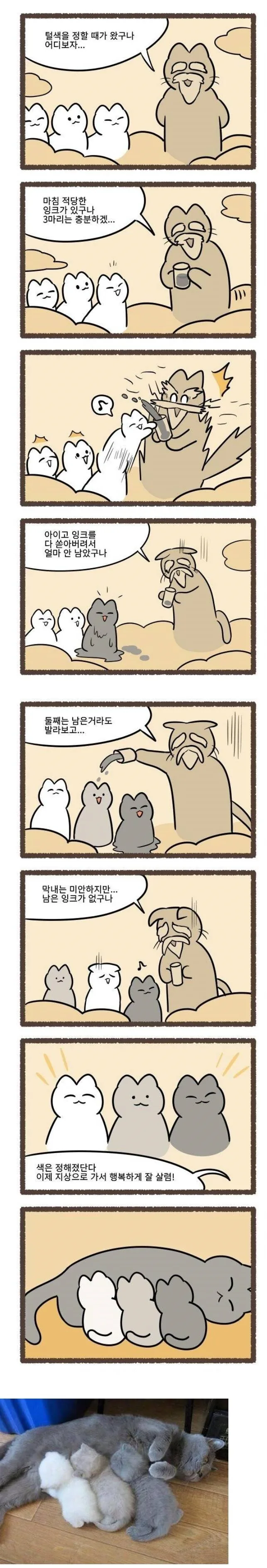 고양이 털 색깔을 정하는 방법.manhwa