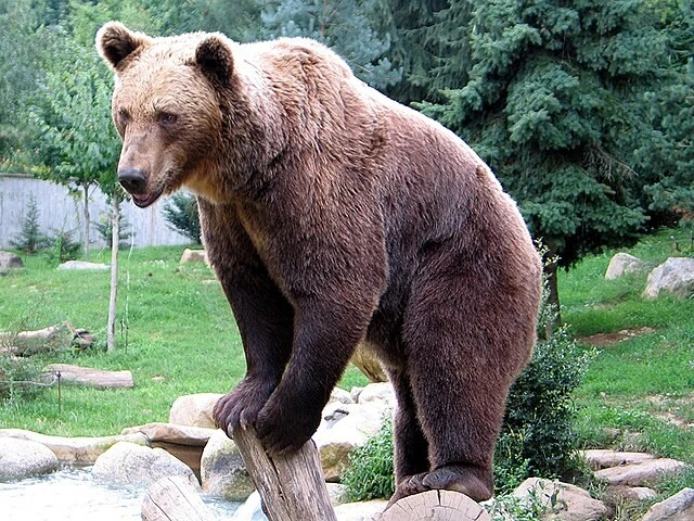 죠죠) &#034;곰이다! 죽은척하세요!!