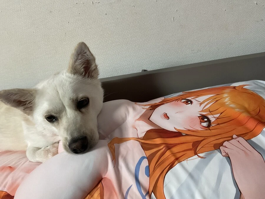 ㄱㅎㅂ) 새로 산 다키마쿠라를 즐기는 블기견