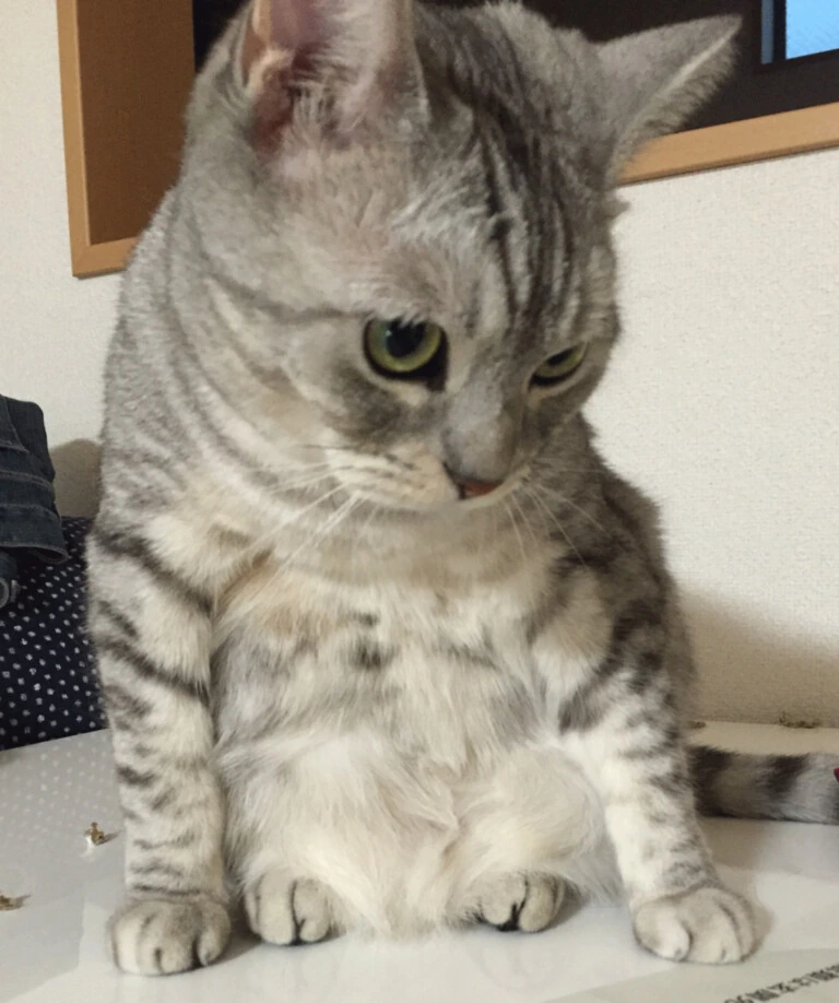 고양이 묘사가 엄청난 만화 - 이미지 5