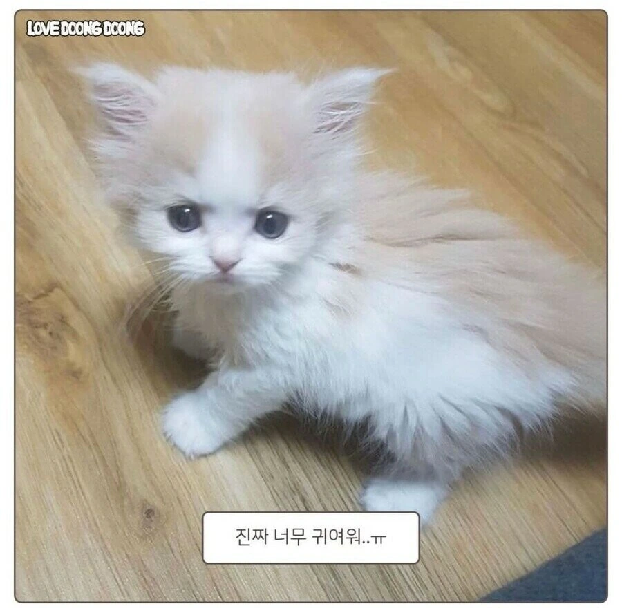 강제로 약 먹여서 화난 고양이 만화.manwha - 이미지 7