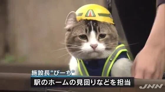 좋았쓰 고양이 만화