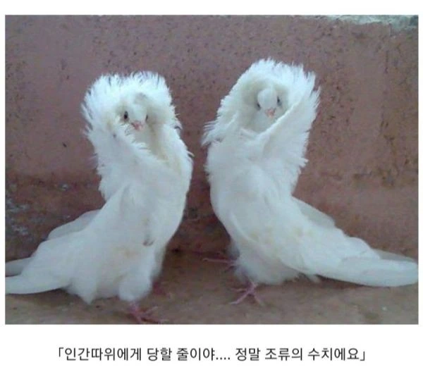 일본 소년 만화 클리셰 모음