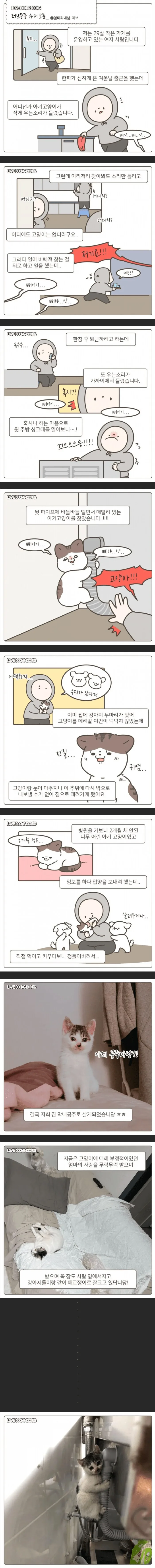 아기고양이 구조해서 입양하는 만화.manga