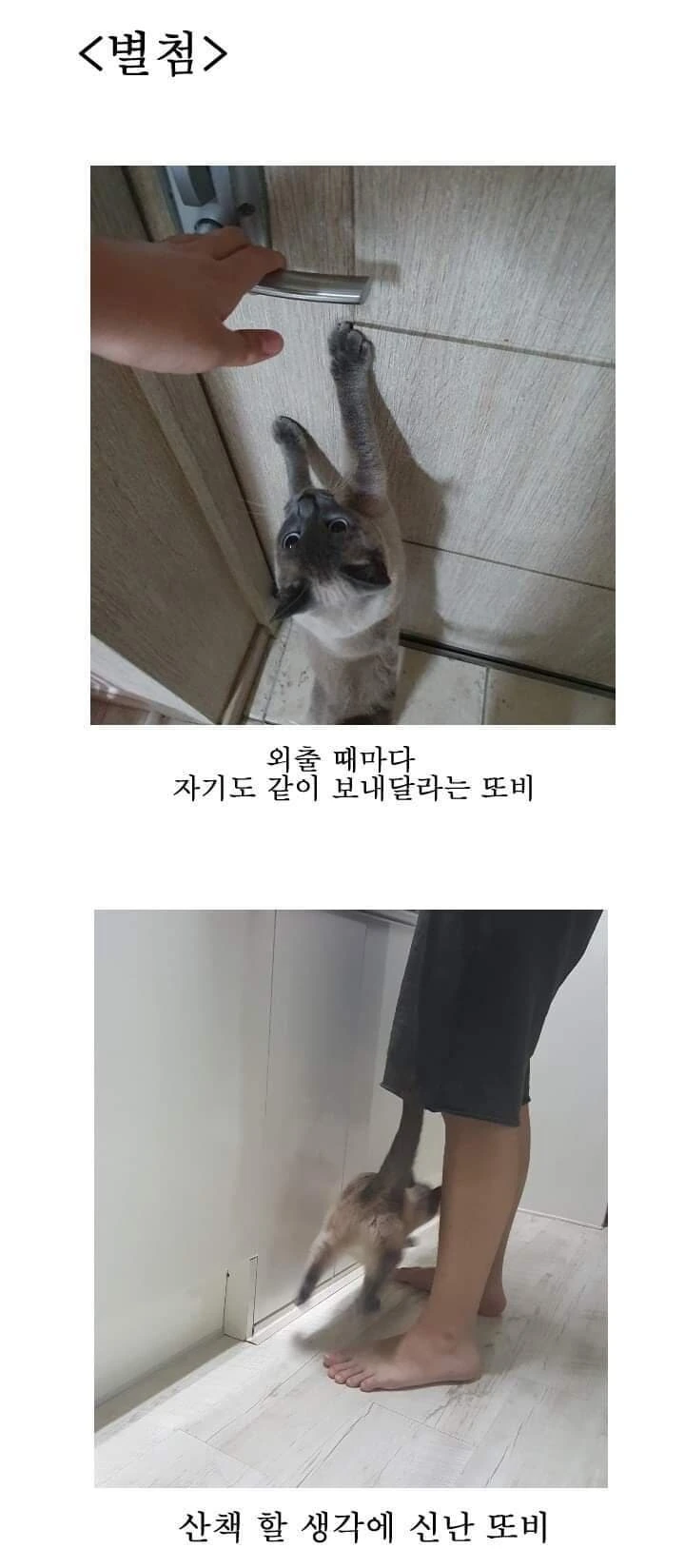 산책 가고 싶은 고양이 manhwa - 이미지 31