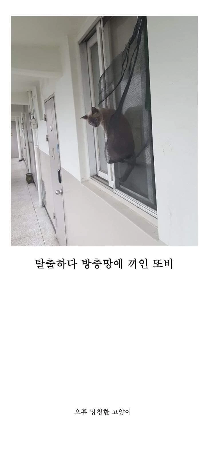 산책 가고 싶은 고양이 manhwa - 이미지 33